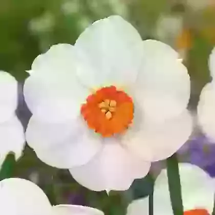 Woodland Star